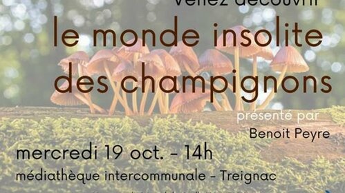 LE MONDE INSOLITE DES CHAMPIGNONS